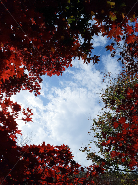 가을,단풍,빨강,풍경,파랑하늘,가을,계절,fall,autumn,season,자연,풍경,nature,landscape,plant,식물,leaf,잎,tree,나무,maple
