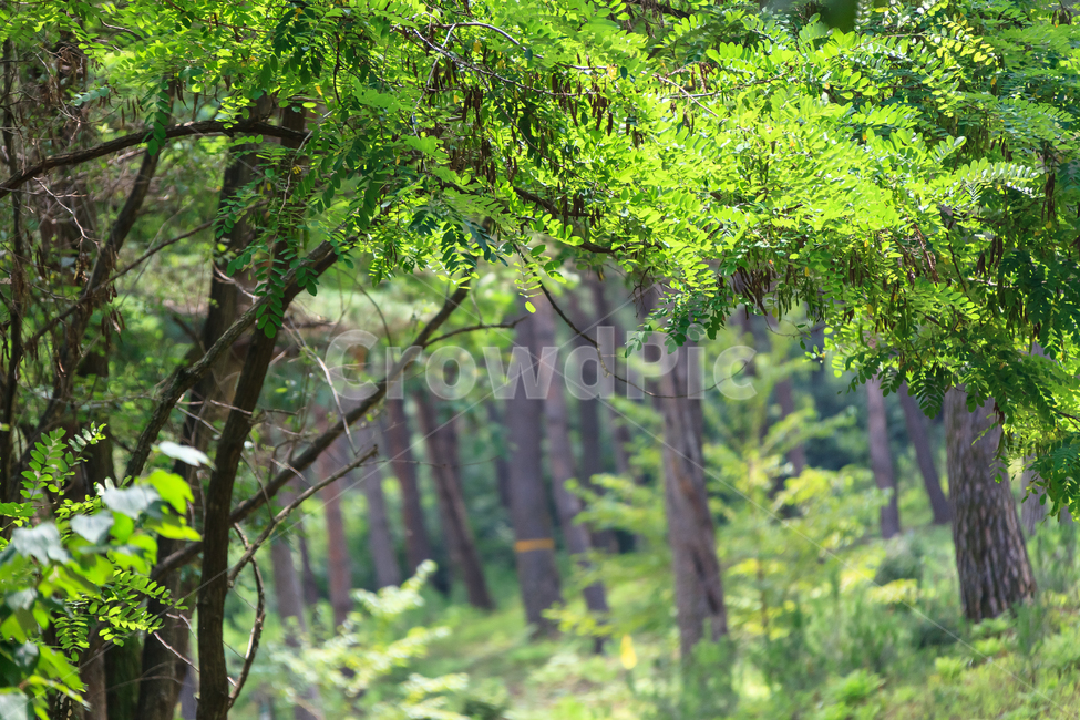 소나무길,소나무,외씨버선길,숲,환경,식물,농촌,자연,풍경,nature,landscape,tree,나무,plant,tree trunk,나무 줄기,vegetation,초목