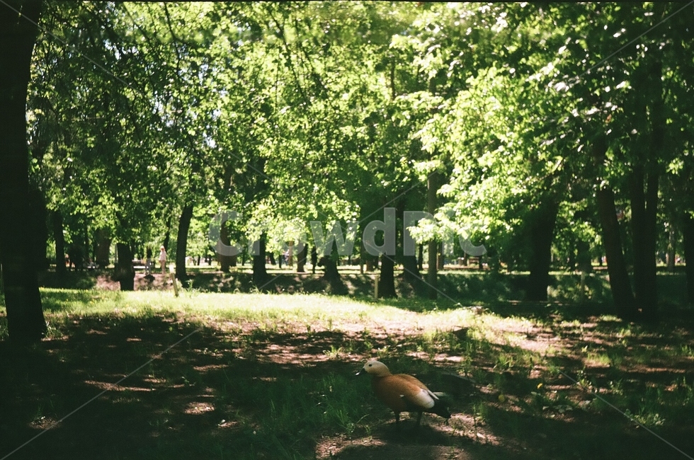오리,공원,자연,초록,duck,park,평화