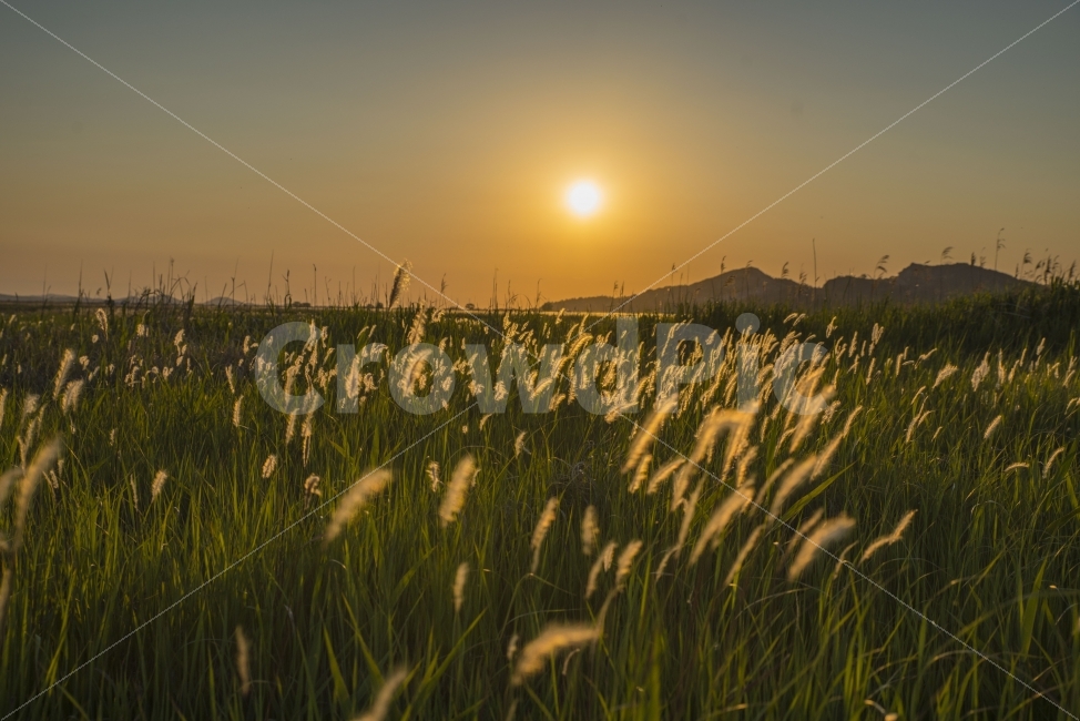 풍경,노을,저녁,수섬,출사,삘기꽃,백묘화,자연,풍경,nature,landscape,휴식,힐링,rest,relaxation,healing,감성,sensible,feeling,outdoors,옥외,grassland,목초지,field,들