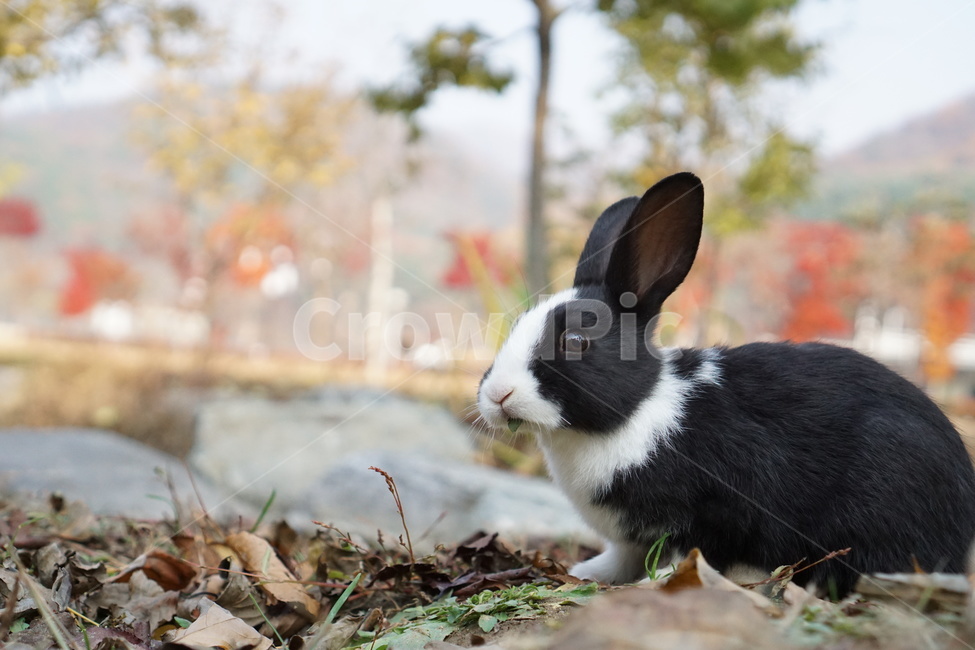 토끼,남이섬,가을,단풍,낙엽,동물,animal,포유류,mammal
