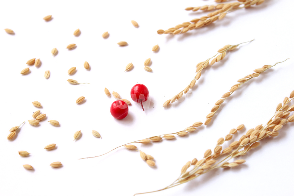 쌀,벼,곡식,곡물,음식,식재료,요리,곡류,rice,cereal,dry,ear,farming,food,gold,grain,harvest,isolated,korea,meal,nutrition,organic,plant,seed,yellow,cook,열매,빨강,red,fruit,곡류,곡식,cereals,연출,컨셉,콘셉,direction,concept,누끼,remove background