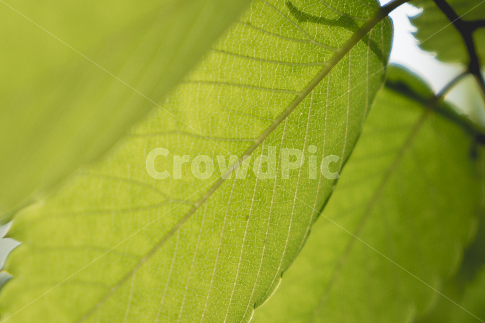 나뭇잎,나무,잎,reaf,자연,nature,식물,자연,plants,nature