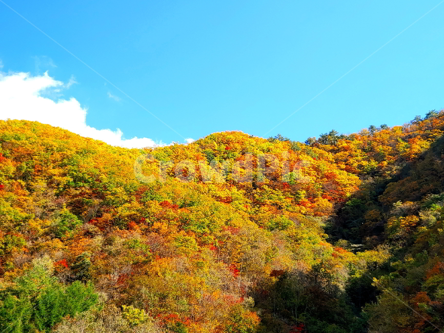 단풍,가을,산,나무,붉은단풍,가을,계절,fall,autumn,season,자연,풍경,nature,landscape,outdoors,옥외,tree,plant,식물