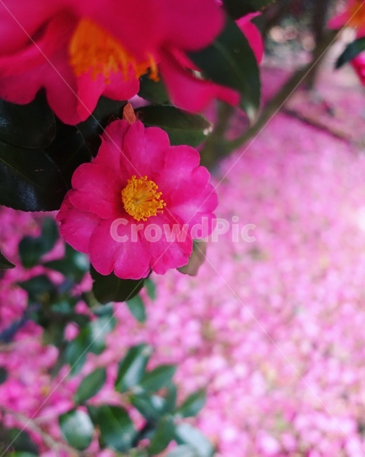 동백꽃,동백나무,동백,꽃배경,파란하늘,동백꽃배경,꽃,camelliaflower,flower,꽃잎,분홍꽃,핑크색꽃,식물,자연,plants,nature,꽃,flower