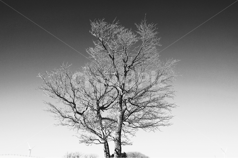 아침,trees,wood,고요,경관,자연,풍광,nature,landscape,한국자연풍경,koreanaturelandscape,감성,감정,sensible,feeling,emotion,계절,season,koreatraditional,koreaculture,plant,나무,겨울,계절,winter,season,식물,자연,plants,nature,나무,trees,wood,흑백,모노톤,monochrome,black and white