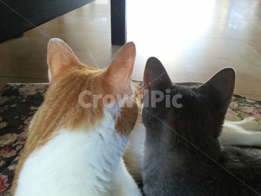 고양이,반려묘,고양이커플,고양이뒷모습,cat