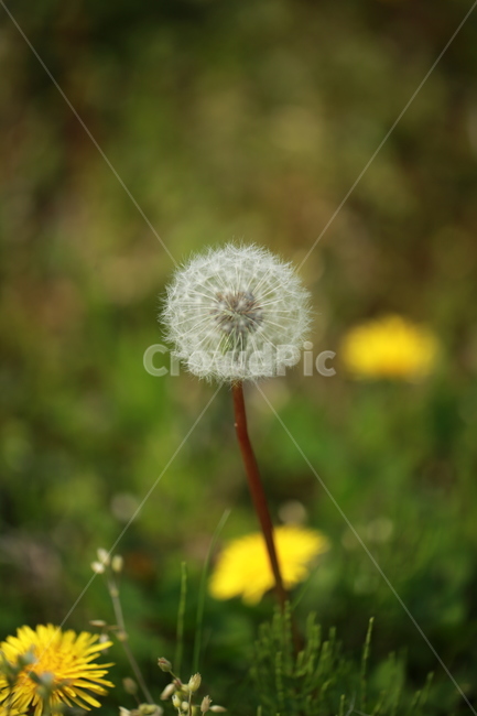 양귀비꽃,민들레,민들레홀씨,봄,들판,식물,자연,plants,nature,꽃,flower