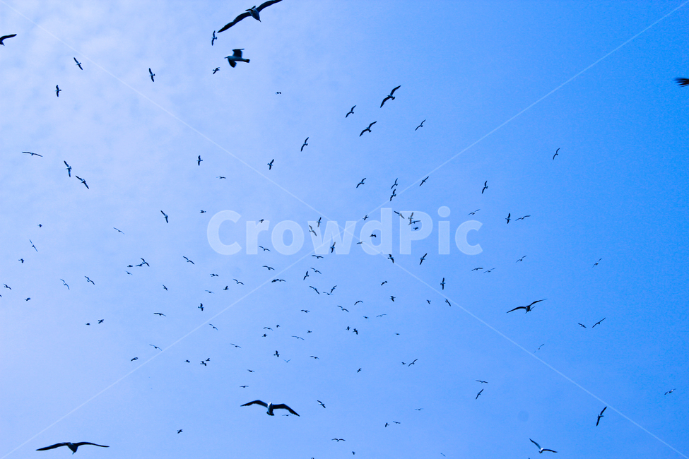 flock,대군,animal,동물,bird,새