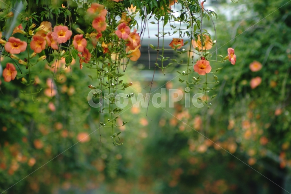 부천중앙공원,능소화,공원,꽃,풍경,식물,자연,plants,nature,꽃,flower