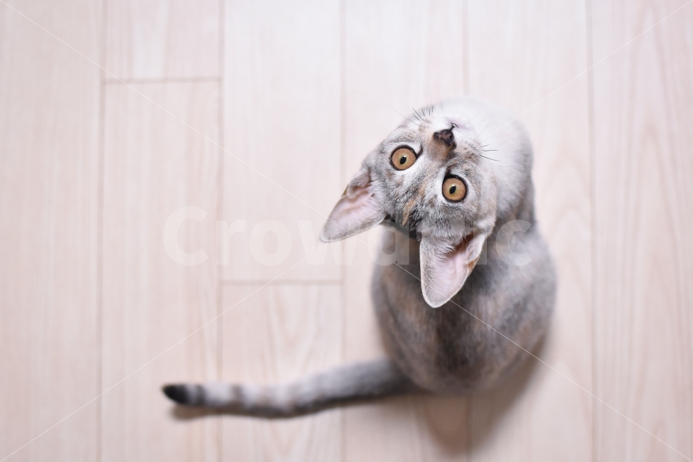 고양이,반려동물,냥이,냥,유기묘,길냥이,애완동물,반려묘,동물,코리아숏헤어,아메리카숏헤어,믹스냥,kitten,새끼,새끼고양이,아깽이,집사,cat,pet,animals,애묘,묘,애교,동물,animal,고양이,cat,kitten,kitty,포유류,mammal