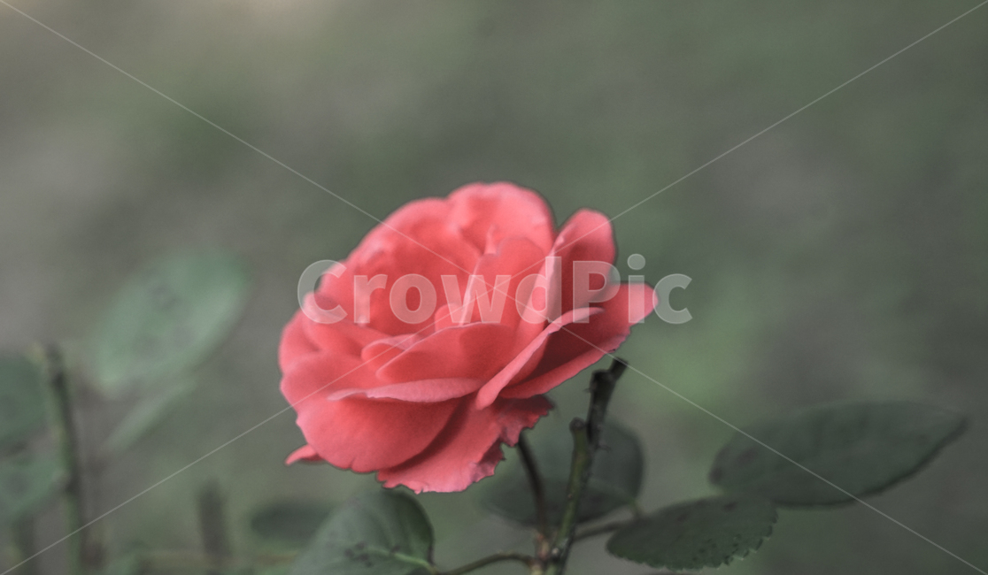 장미,꽃,장미꽃,가시,식물,화초,식물,자연,plants,nature,꽃,flower