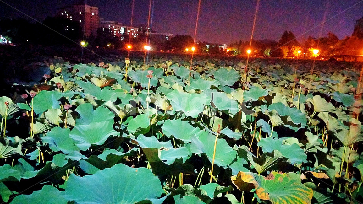 전주,연꽃연못,공원,식물,연꽃