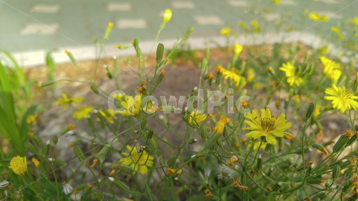 노랑선씀바귀,노랑꽃,노랑색,꽃,식물,계절,배경,감성,yellowflower,yellow,flower,plant,season,background,emotional