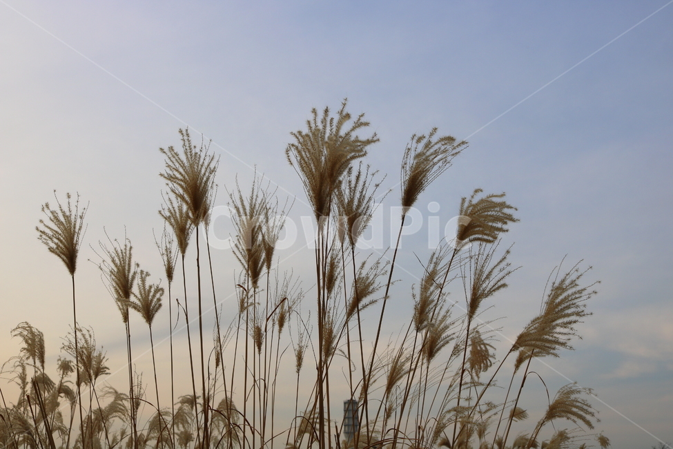 억새,풀,억새풀,식물,벼과,벼과식물,자연,풍경,두영,겨울,식물,자연,plants,nature