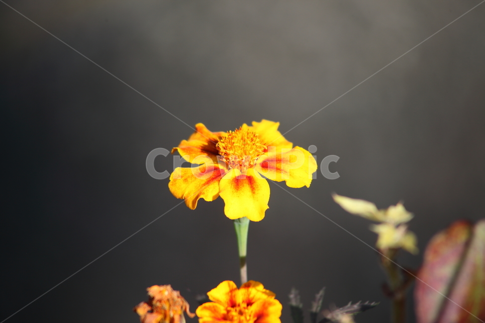 메리골드,꽃,식물,marigold,국화과,만수국,식물,자연,plants,nature,꽃,flower
