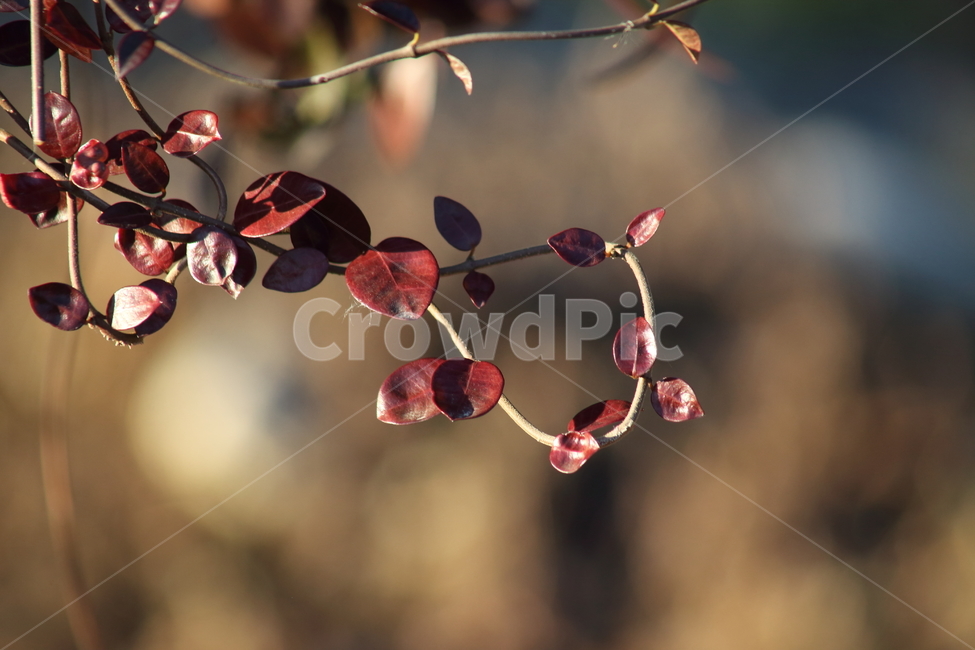 단풍,잎,식물,가을,redleaves,plant,blossom,꽃,flower