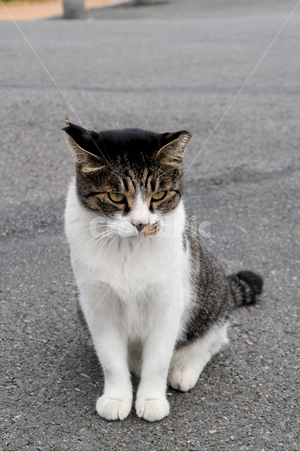 고양이,길고양이,냥이,애완동물,반려동물,동물,포유류,pet,cat,animal,동물,animal,포유류,mammal,고양이,cat,kitten,kitty