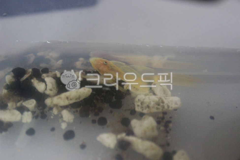 안시,수족관,안시롱핀,안시숏핀,구피,구피유어,수초,물생활,열대어,물고기,안시숏핀유어,안시롱핀유어