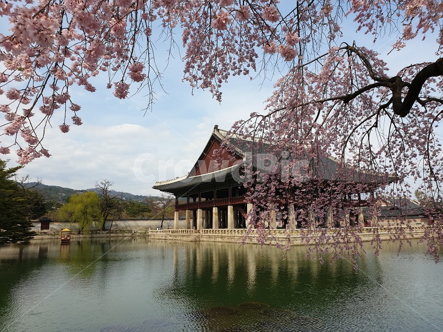 고궁,봄,봄꽃,꽃,경회루,벚꽃