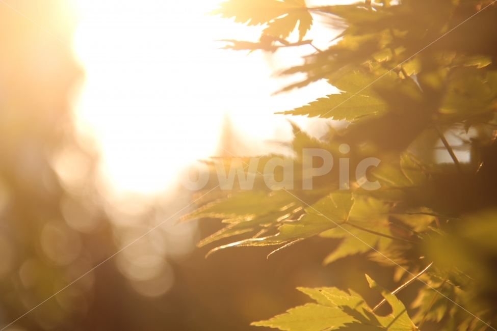 저녁하늘,석양,역광,나무,태양,눈부심,감성,풍경,가을,계절,fall,autumn,season,휴식,힐링,rest,relaxation,healing,식물,자연,plants,nature,감성,sensible,feeling,leaf,잎,plant,sunlight,햇빛,light,빛,flare,플레어