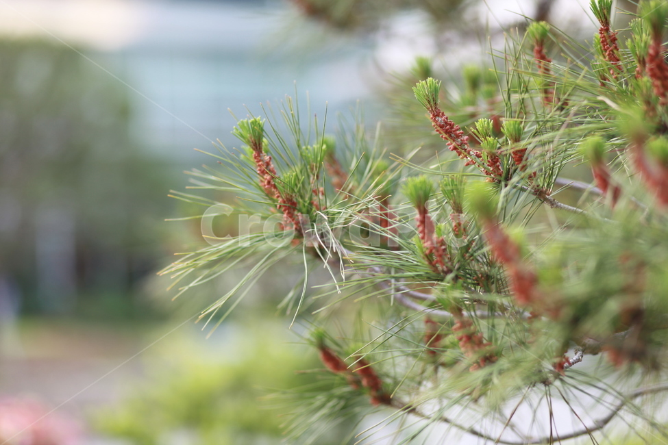 소나무,송화,열매,솔,솔잎,나무,초록,green,자연,식물,자연,plants,nature
