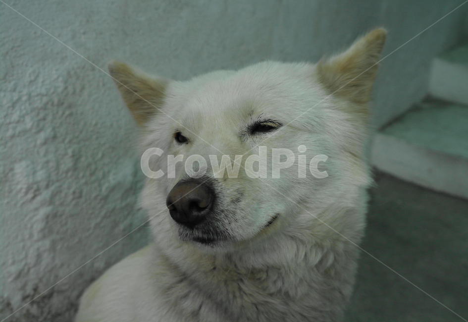 진돗개,강아지,반려견,장모종진돗개,dog,친구,기분좋은표정,클로즈업,개,백구