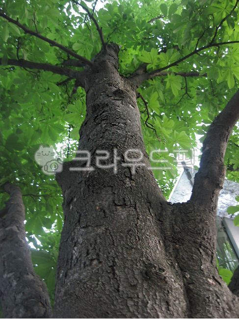 아름드리,나무,큰나무,활엽수,나뭇잎,커다란나무,나무줄기,나무기둥,tree,plant,식물,treetrunk,broadleaftree