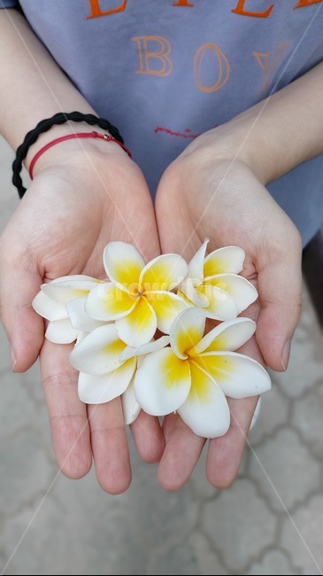flower,꽃,blossom,손,식물,꽃잎