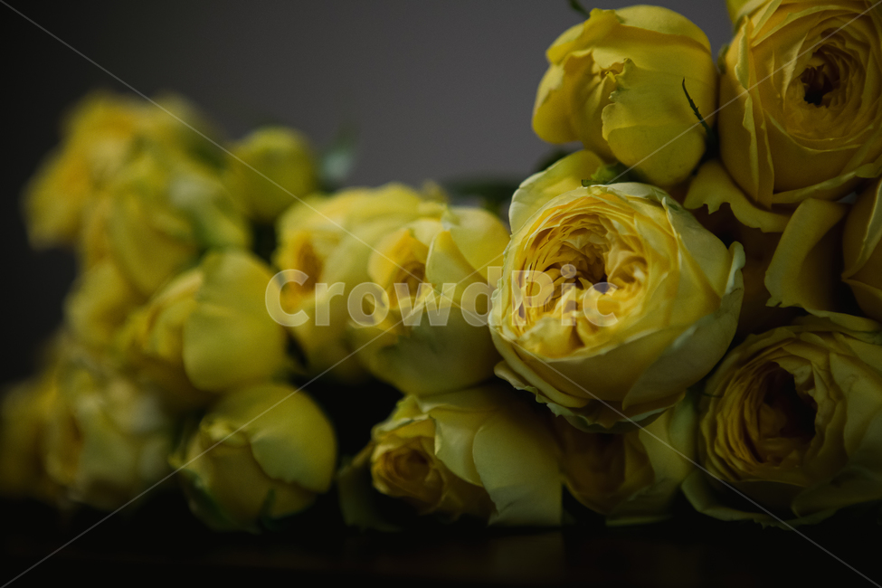 plant,식물,rose,장미,flower,blossom,식물,자연,plants,nature,꽃,flower