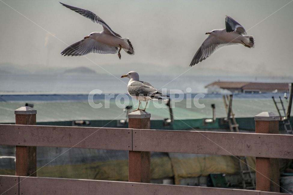 바다,새,갈매기,날개,날갯짓,동물,animal,조류,새,birds