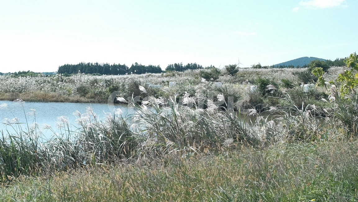 제주도,갈대,연못,나무,가을,하늘,sky,자연,풍경,nature,landscape,한국자연풍경,한국자연경관,korea nature landscape,grass,잔디,plant,식물,lawn