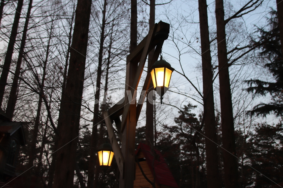 감성,풍경,저녁,등불,가로등,야경,밤,풍경,nightscape,night,landscape,식물,자연,plants,nature,나무,trees,wood,lamp post,램프 포스트