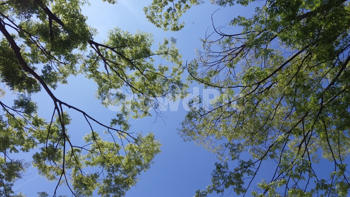 하늘,파랑,나무,나뭇잎,초록,sky,blue,tree,green,nature,자연