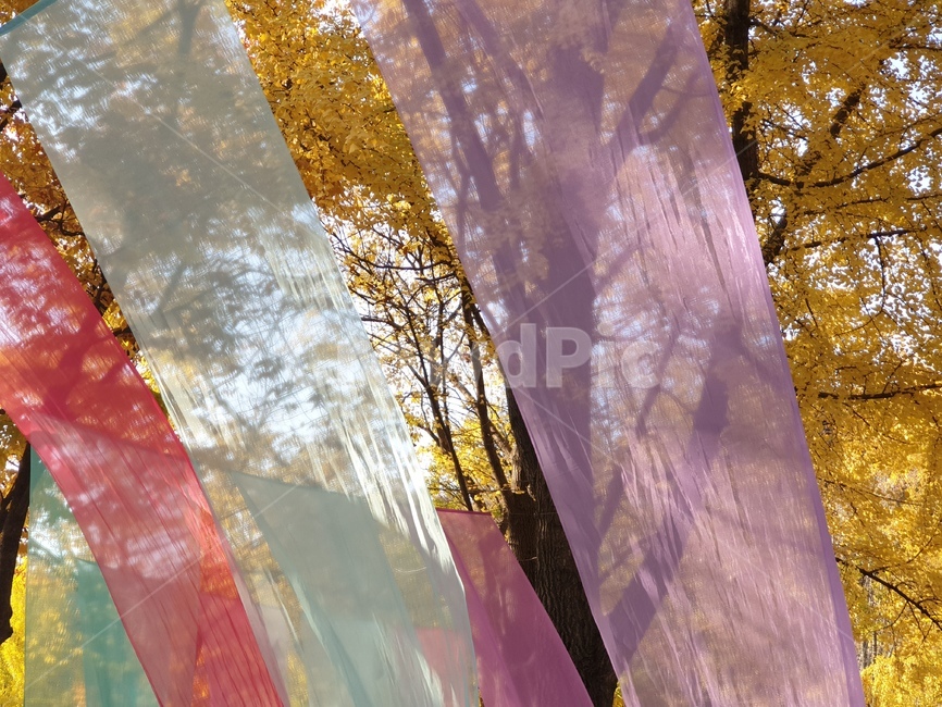하늘하늘,휘날리는천,민속촌,가을날,감성,sensible,feeling,노란나무,tree,fall,autumn