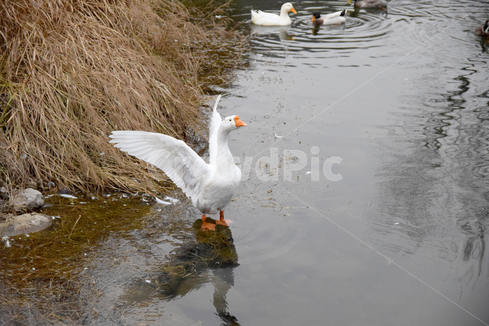 거위,조류,호수,물,오릿과,새,흰거위,goose,lake