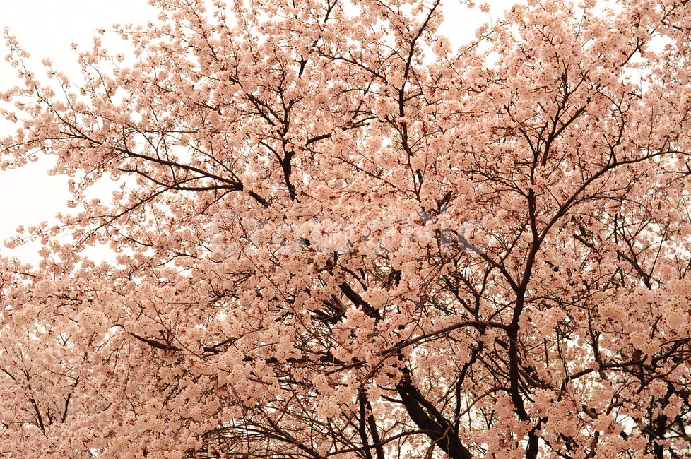 봄,벚꽃,벚꽃나무,벚꽃잎,꽃,나무,만개,벚나무,가지,식물,자연,봄나무,봄,계절,spring,season,식물,자연,plants,nature,꽃,flower,plant,blossom