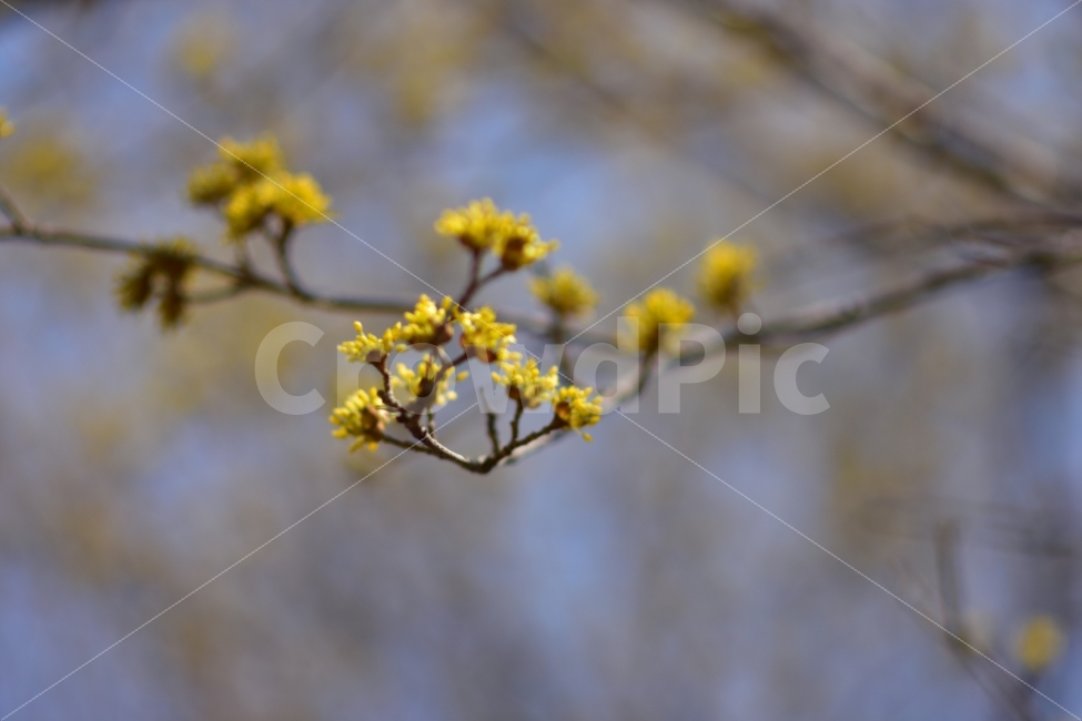 봄,꽃,노랑,초봄,시작,풍경,봄풍경,봄꽃,식물,자연,plants,nature,봄,계절,spring,season,꽃,flower,bud,싹,blossom,sprout,새싹,plant