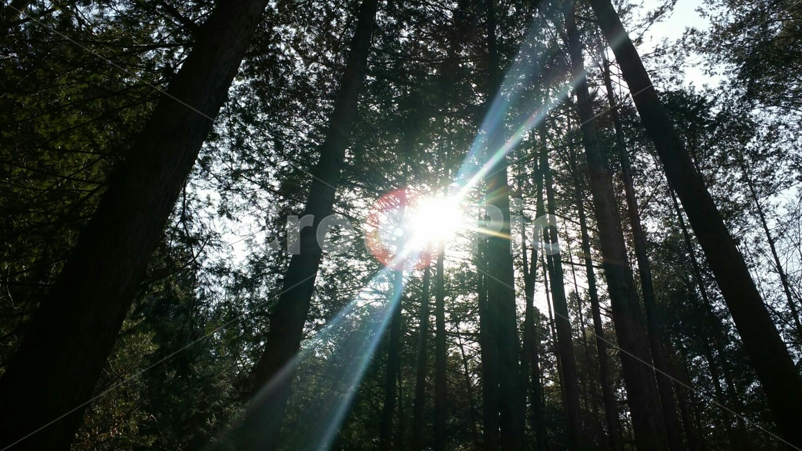 숲,햇빛,나무,감성,여명,자연,풍경,nature,landscape,식물,plants,나무,trees,wood,휴식,힐링,rest,relaxation,healing,flare,플레어,light,빛,sunlight