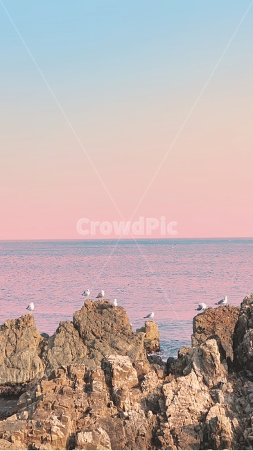 animal,동물,bird,새,nature,자연,기러기,바다,ocean,sea,노을,감성사진,하늘,sunset,sky,자연,풍경,nature,landscape