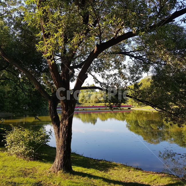 서울숲,풍경,나무,휴식,숲,자연,공원,호수,초록,힐링,여유,nature,rest,자연,풍경,nature,landscape,tree,tree trunk,나무 줄기,plant,식물