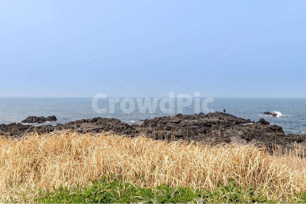 제주도,제주,해안,바다,힐링,감성,힐링감성,제주바다,자연,풍경,nature,landscape,plant,식물