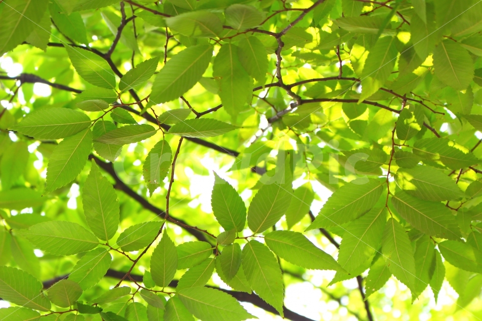자연,풍경,빛,나뭇잎,여름,나무,색감,감성사진,tree,summer,여름,계절,summer,season,휴식,힐링,rest,relaxation,healing,식물,자연,plants,nature,plant,leaf,잎