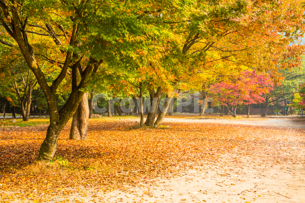 자연,풍경,경관,가을,계절,나무,단풍나무,울긋불긋,추경,만추,내장사,내장산,공원,국립공원,낙엽,잎,단풍잎,단풍,길,오솔길,가로수