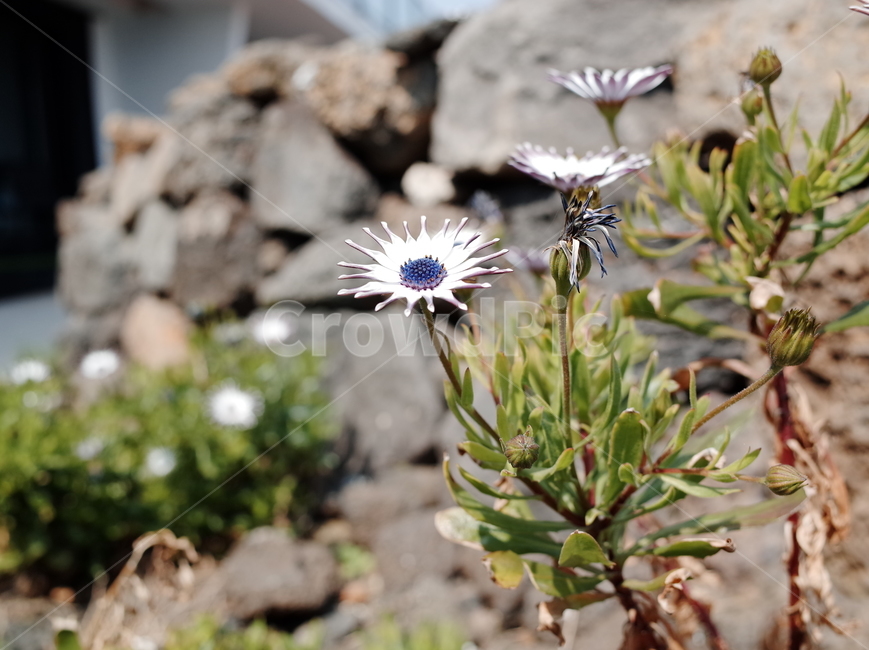 꽃,꽃밭,자연,식물,향기,감성,계절,봄,한국꽃,색채,색감,flower,flowers,plants,nature,beautiful,spring,식물,자연,plants,nature,꽃,flower
