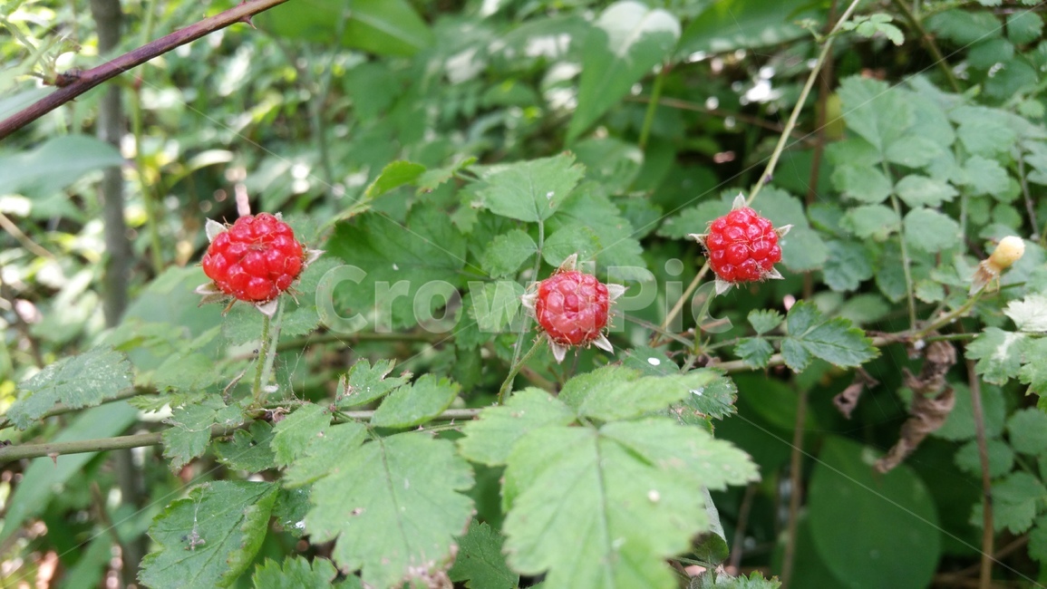 산딸기,산행길,자연,식물,산속과일,과일,산길,과일,열매,fruit