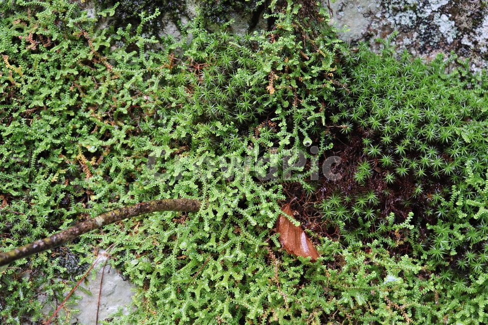 이끼,습지,산,moss,lichen,mountain,nature,자연,식물,자연,plants,nature