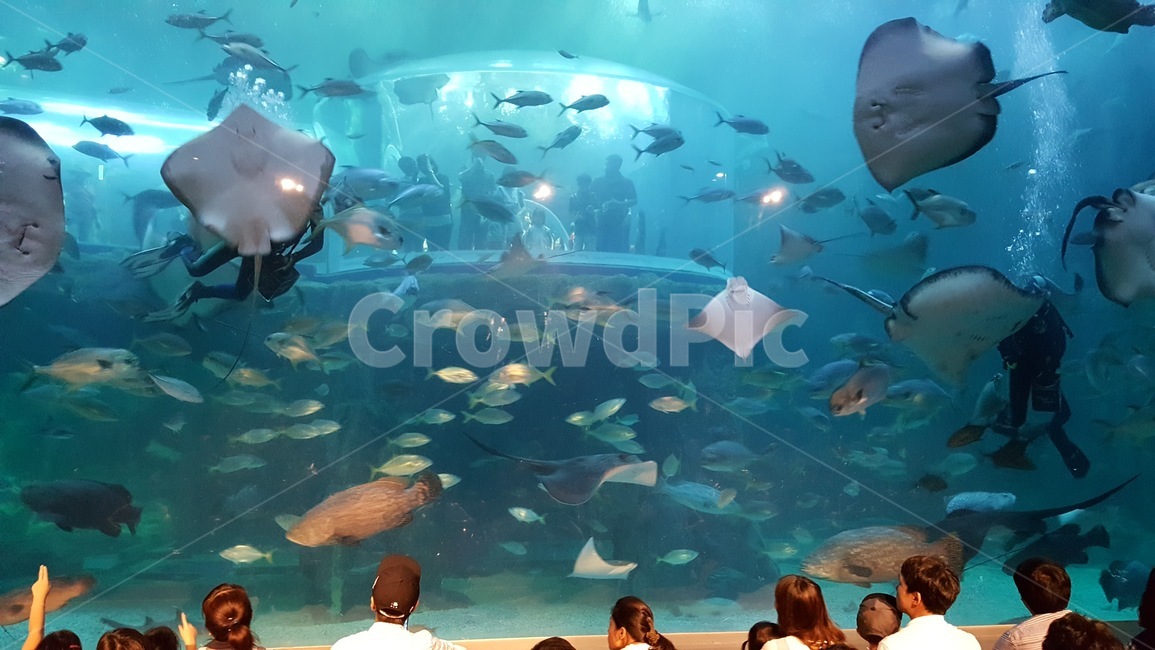 여수,아쿠아리움,물고기,수족관,가오리,동물,animal,어류,물고기,fish