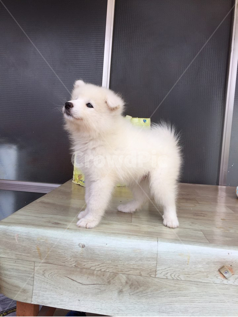 사모예드,강아지,심쿵,귀여운,하얀털,동물,animal,포유류,mammal,개,강아지,dog,doggy