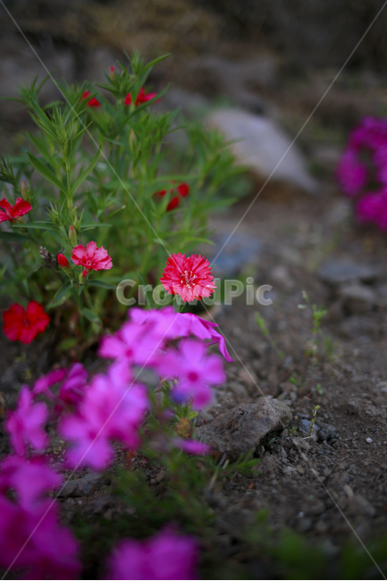 봄,봄꽃,분홍,빨강,초록,spring,식물,봄,계절,spring,season,식물,자연,plants,nature,꽃,flower,geranium,제라늄,plant,blossom